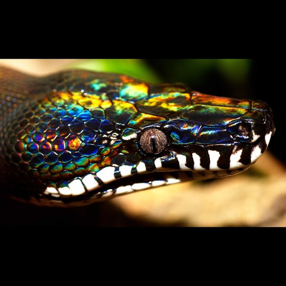 Gucci Exotic Mini Python Leather Bag Vintage Y2K Tom Ford - Picture 10 of 17